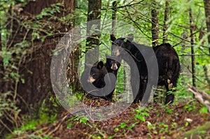 Mother Black Bear and two Cubs Cades Cove GSMNP