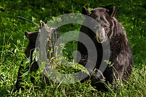 Mother Black Bear (Ursus americanus) and Cub Forage in Stump