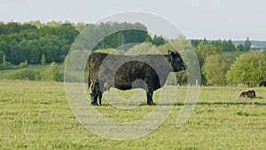 Mother Black Cow And Calf. Black Angus Cattle In Green Pasture. Cow Feeding Her Calf In The Beautiful Countryside.