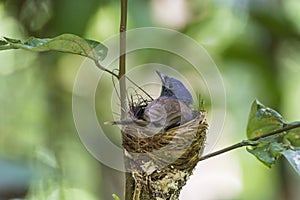 Mother of Black-naped Blue Flycatcher bird protecting its chicks
