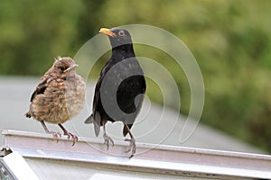 Mother Blackbird and Fledgling