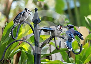 Mother blue jay feeding her babies.