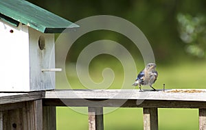 Mother Bluebird brings insect to her birdhouse.