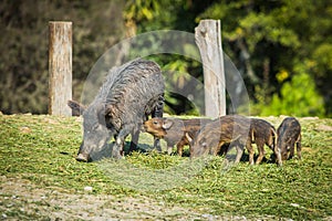 Mother boar with piglets