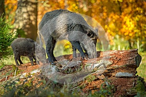 Mother boar with young, foraging in rotten wood