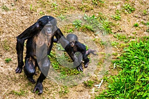 Mother bonobo walking together with her infant, Human ape baby, pygmy chimpanzees, Endangered primate specie from Africa