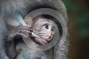 Mother breastfeeding baby monkey