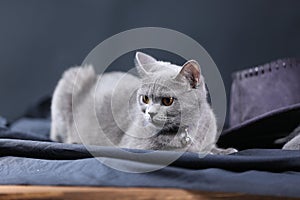 British Shorthair cat portrait,