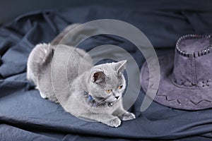 British Shorthair cat portrait,