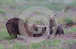 Mother brown bear educating her two cubs on how to properly feed on an ant nest