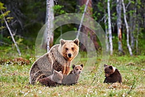 Mother brown bear and her cubs