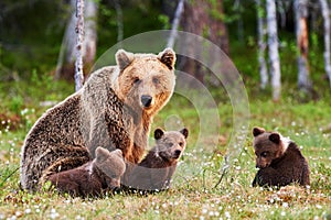 Mother brown bear and her cubs