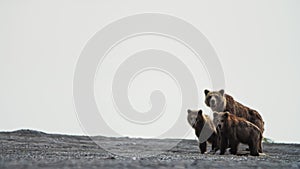 A mother brown bear and her two cubs
