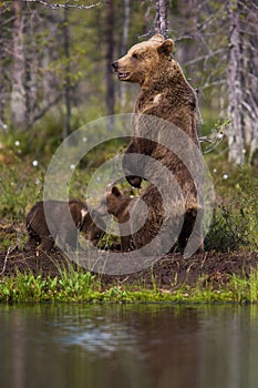 Mother Brown bear standing in Finnish forest with reflection from lake