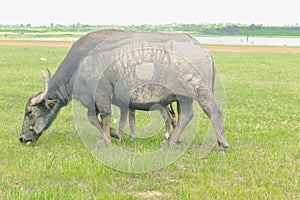 A mother buffalo and baby buffalo eating grass