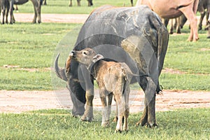 A mother buffalo and baby buffalo eating grass in the field