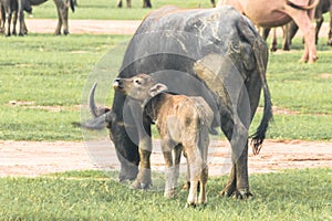 A mother buffalo and baby buffalo eating grass in the field