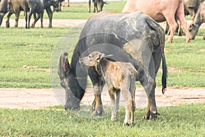 A mother buffalo and baby buffalo eating grass in the field