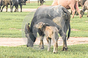 A mother buffalo and baby buffalo eating grass in the field