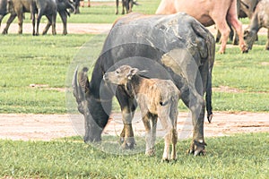 A mother buffalo and baby buffalo eating grass in the field