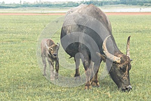 A mother buffalo and baby buffalo eating grass in the field