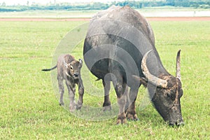 A mother buffalo and baby buffalo eating grass in the field