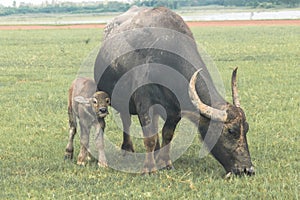 A mother buffalo and baby buffalo eating grass in the field