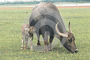 A mother buffalo and baby buffalo eating grass in the field