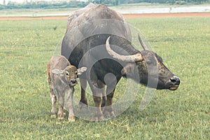 A mother buffalo and baby buffalo eating grass in the field