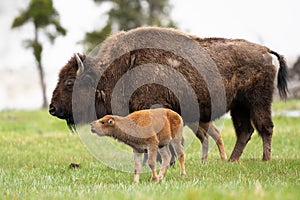 Mother buffalo with newborn calf in Yellowstone national park