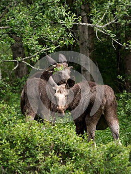 Mother and calf