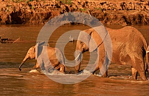 Mother and calf african elephants crossing river