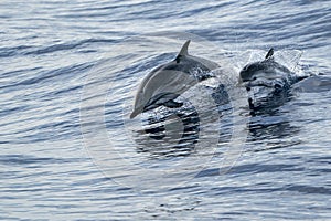 Mother and calf baby striped Dolphins while jumping in the deep blue sea