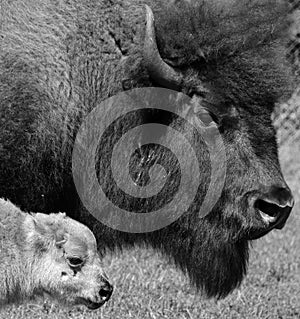 Mother and calf Bison photo