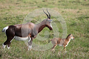 Mother and Calf Blesbok Antelope