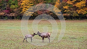 Mother and Calf Elk Grazing Quietly on a Beautiful Autumn Morning