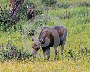 Mother and Calf Graze on Willow