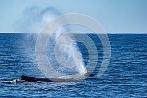 Mother and calf humpback whale in pacific ocean