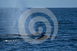 Mother and calf humpback whale in pacific ocean