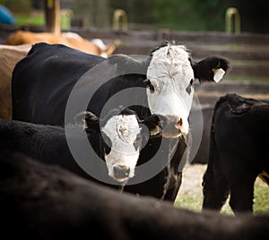 Mother and Calf Livestock Cattle Feed Lot Mountain Ranch