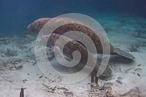 Mother and Calf Manatees photo