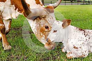 Mother and calf miniature Texas longhorn