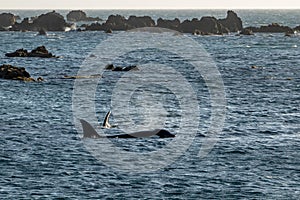 Mother and calf Orca Killer whales, Wellington, New Zealand