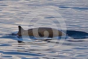 Mother and calf Rare Goose Beaked whale dolphin Ziphius cavirostris