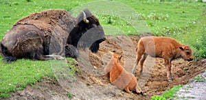 Mother and calfs Bison are large, even-toed ungulates