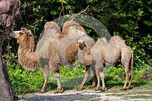 Mother and Calve Camel wildlife photography photo