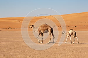 Mother camel cow with calf in Wahiba Sands desert of Oman