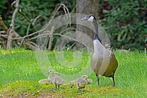 Mother Canada Goose with babies.