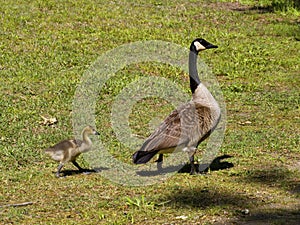 Mother Canada Goose and Gosling