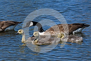 Mother Canada goose with goslings.